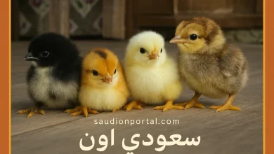 سعر الكتكوت