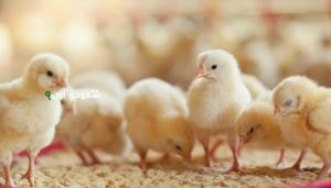 سعر الكتكوت الأبيض اليوم