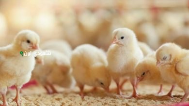 سعر الكتكوت الأبيض اليوم