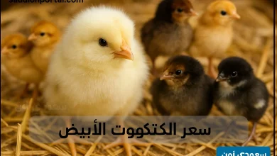 سعر الكتكوت الابيض اليوم