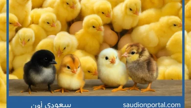 سعر الكتكوت الابيض اليوم