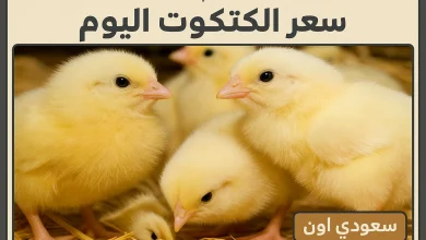 سعر الكتكوت اليوم