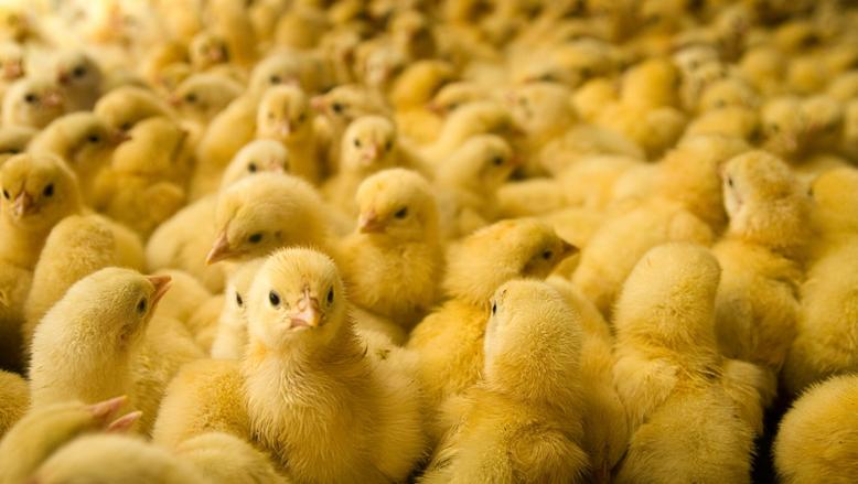 فوضى في البورصة.. سعر الكتكوت اليوم الأحد 11 مايو 2025 طلب هائل إنتاج ضعيف