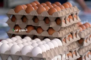 سعر كرتونة البيض اليوم