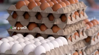 سعر كرتونة البيض اليوم