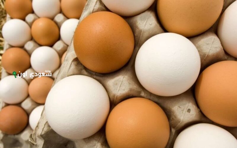 سعر كرتونة البيض اليوم