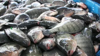 سعر كيلو البلطي