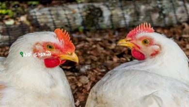 سعر كيلو الفراخ البيضاء