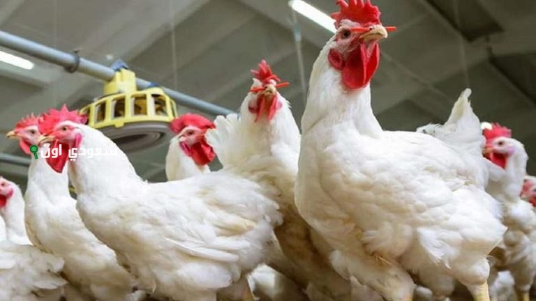 سعر كيلو الفراخ البيضاء اليوم في بورصة الدواجن المصرية