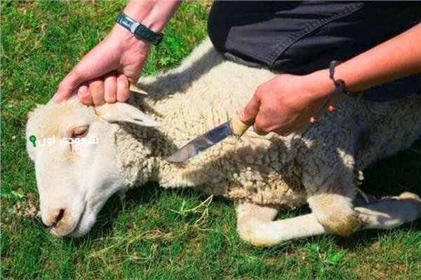شروط الأضحية عند المالكية