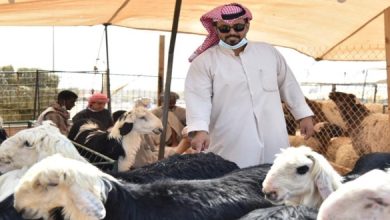 شروط الحصول على دعم مربي المواشي في السعودية