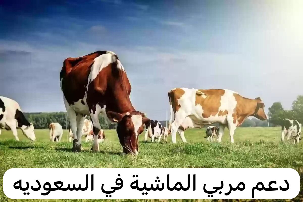 شروط الحصول على دعم مربي المواشي في السعودية