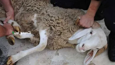 شروط الذي يذبح الأضحية