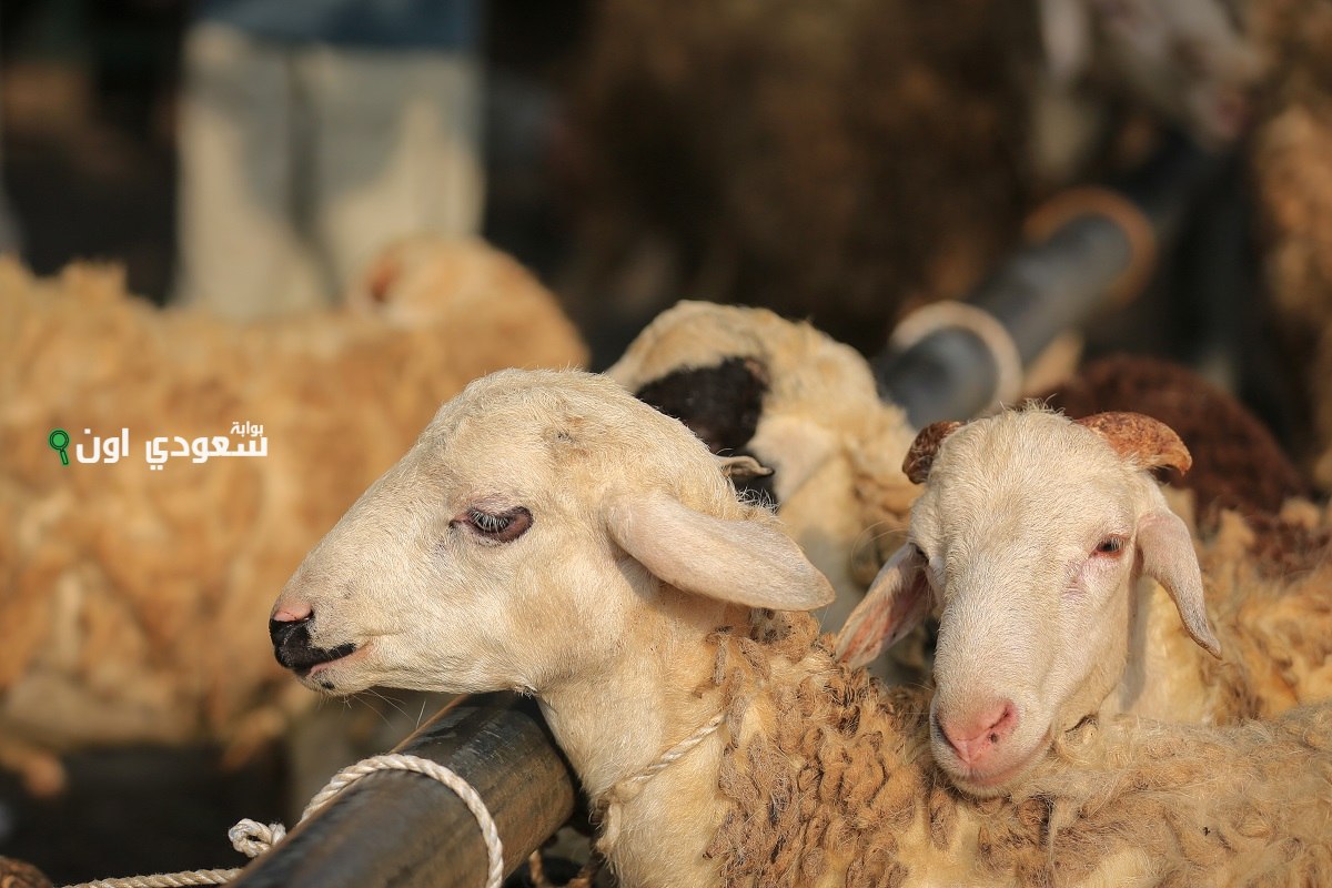 شروط الذي يذبح الأضحية