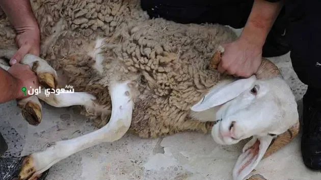 شروط الذي يذبح الأضحية