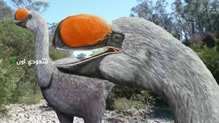 طائر ميرو نغز