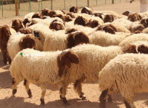 قوائم بيع الخرفان في السعودية 2025 متاحة الآن بسوق حي بدر بجميع الأنواع
