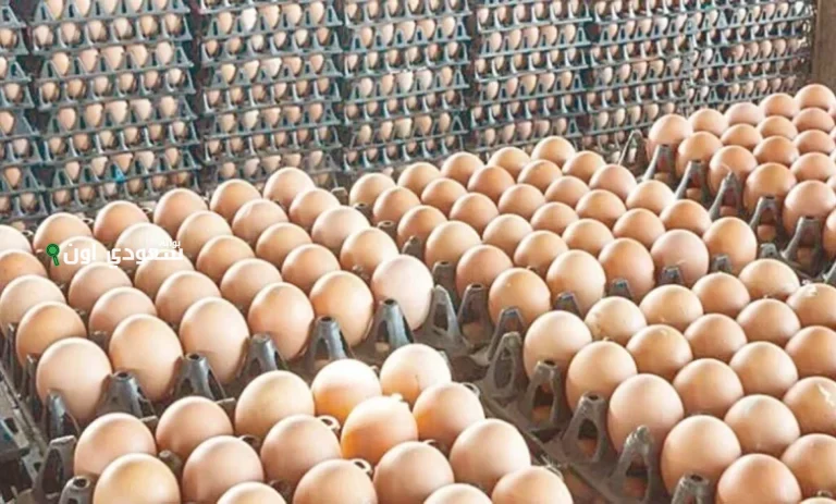 كرتونة البيض بكام