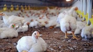 كل ما تريد معرفته عن أسعار الدواجن اليوم في مصر