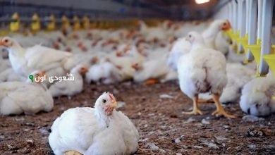 كل ما تريد معرفته عن أسعار الدواجن اليوم في مصر