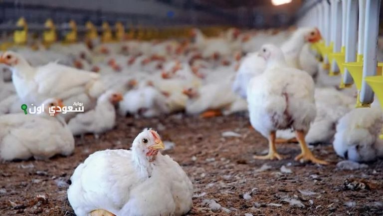 كل ما تريد معرفته عن أسعار الدواجن اليوم في مصر
