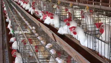 كم أسعار الفراخ البلدي والبيضاء اليوم