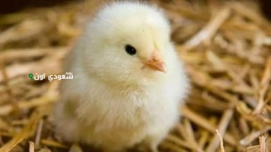 كم أسعار الكتاكيت اليوم