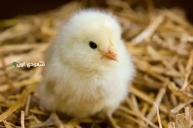 كم أسعار الكتاكيت اليوم