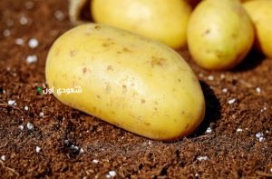 كم اسعار البطاطس والبصل اليوم