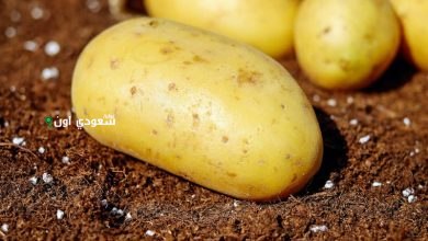 كم اسعار البطاطس والبصل اليوم