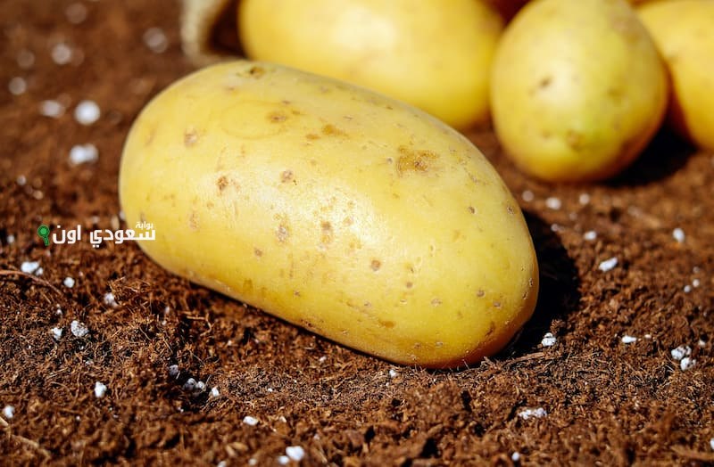 كم اسعار البطاطس والبصل