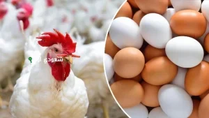 كم اسعار الدواجن (البيضاء - البلدي - الساسو) اليوم الاحد