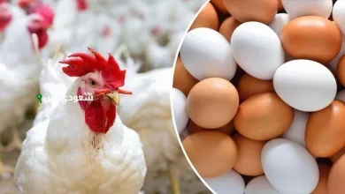 كم اسعار الدواجن (البيضاء - البلدي - الساسو) اليوم الاحد