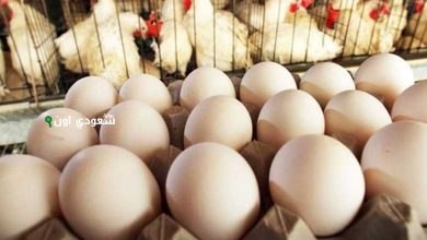 كم سعر البيض البلدي والاحمر والابيض اليوم