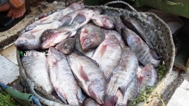 كم سعر السمك اليوم؟