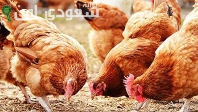 كم سعر الفراخ البيضاء والساسو