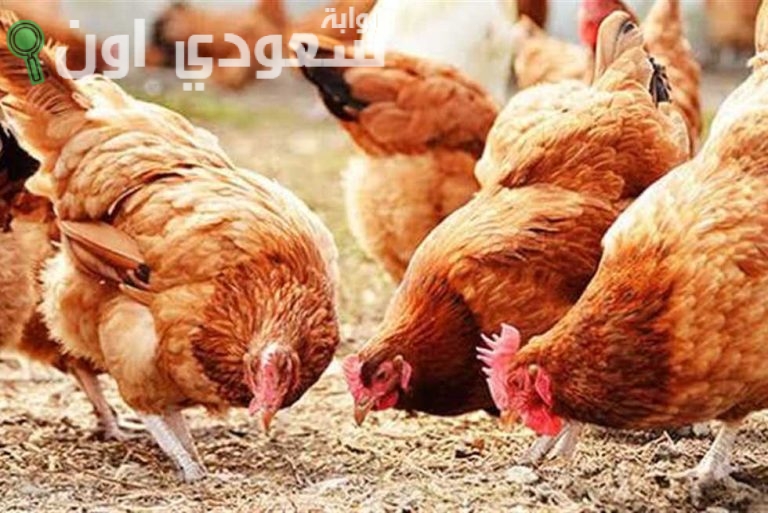 كم سعر الفراخ البيضاء والساسو
