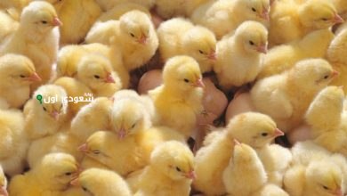 كم سعر الكتاكيت والدواجن اليوم