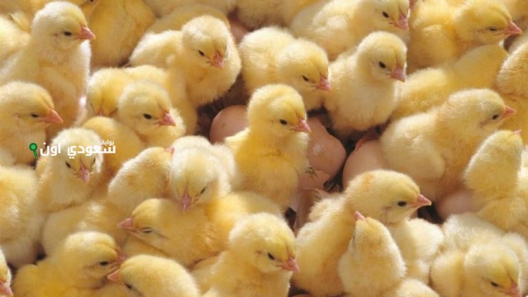 كم سعر الكتاكيت والدواجن اليوم