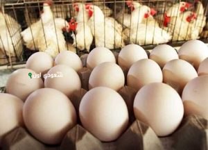 كيف تستفيد من تحديثات أسعار الدواجن اليوم في مصر
