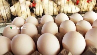 كيف تستفيد من تحديثات أسعار الدواجن اليوم في مصر
