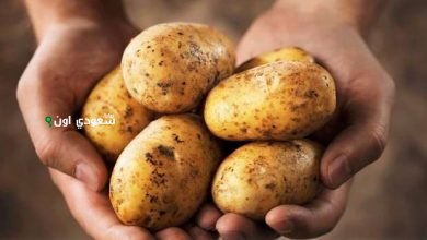 كيلو البطاطس بكام اليوم
