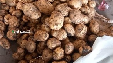 كيلو البطاطس وصل كام النهاردة