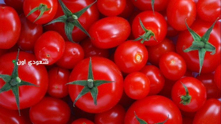 كيلو الطماطم وصل كام