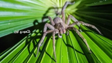 ما هو جمع كلمة عنكبوت في اللغة العربية
