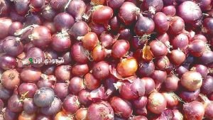 صادرات البصل