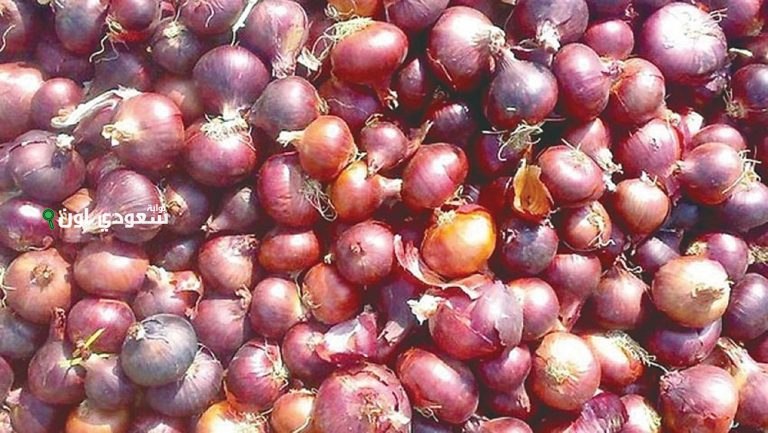 صادرات البصل