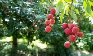 مزارع ينجح في زراعة أغلى فاكهة استوائية في العالم.. ايه هي وبتتزرع ازاي؟!