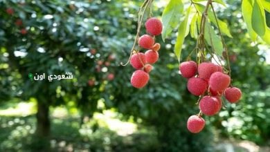 مزارع ينجح في زراعة أغلى فاكهة استوائية في العالم.. ايه هي وبتتزرع ازاي؟!