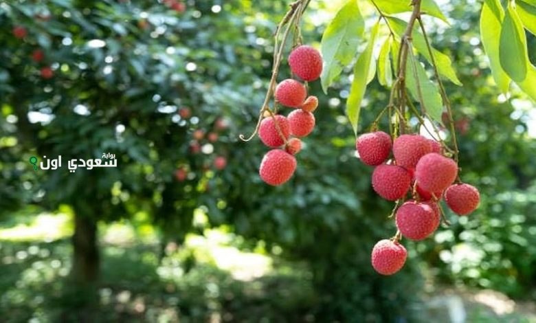 مزارع ينجح في زراعة